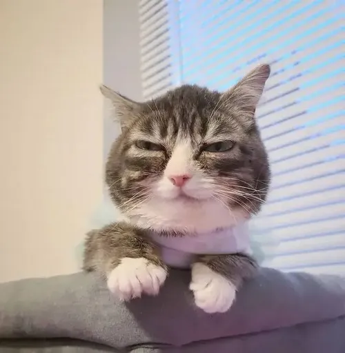 Ảnh vui mèo chuẩn nè ghi lại má phúng phính tạo vibe mát lòng