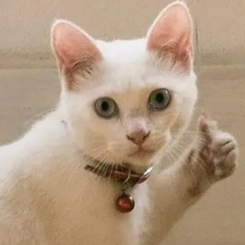 Ảnh vui mèo đồng ý ghi lại nếp mặt vui xuất hiện đúng lúc cần