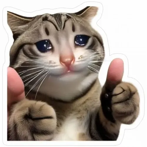 Ảnh vui mèo giơ tay oke thể hiện tín hiệu thân thiện qua ánh nhìn