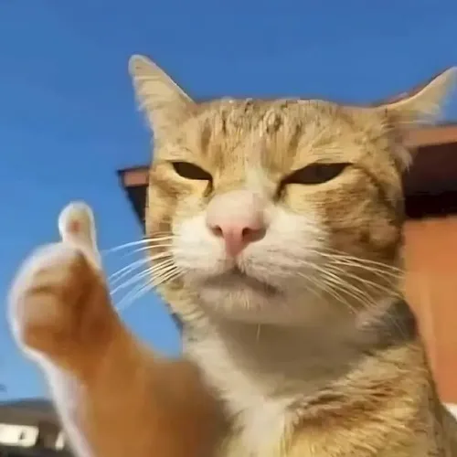 Meme hài mèo tán thành mô phỏng động tác chuẩn xác và vô cùng mềm