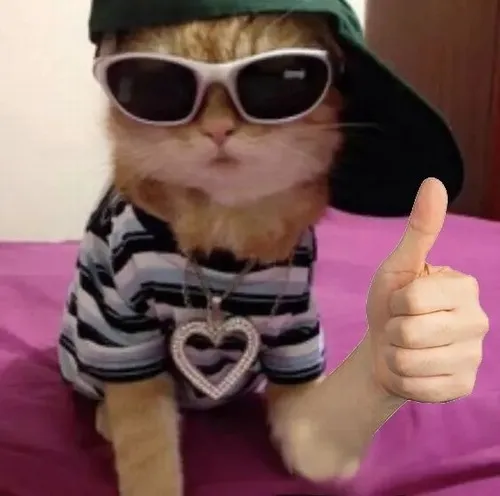 Hình troll mèo Scottish mô tả ánh nhìn vui kèm ria dài rung khẽ khàng