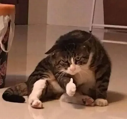 Meme chế dáng tay duyệt phác họa năng lượng dịu dàng từ bé mèo nhỏ