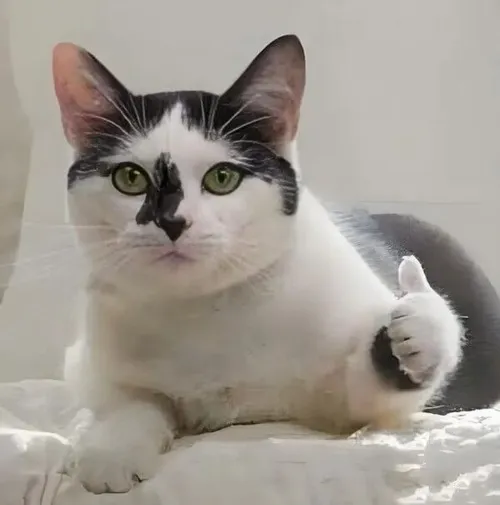 70 Meme Mèo Like ra hiệu OKE hài hước khi tán thành quan điểm với mọi người