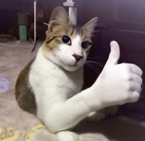 Ảnh chế mèo okela mô tả biểu cảm mát lòng khi bé nhìn bạn chăm chú