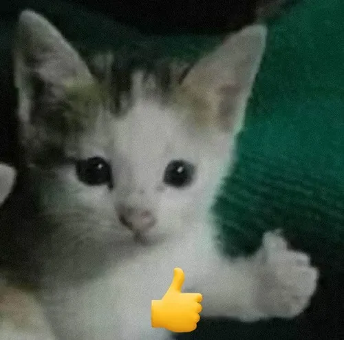 Hình chế meme vui mèo gật gù mô tả bàn chân mèo đưa lên nhẹ nhàng