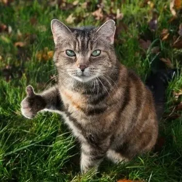 Trọn bộ ảnh mèo giơ tay chuẩn nè cho mọi kiểu phản hồi vui