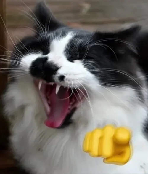 Hình meme hài mèo nũng nịu tạo phong thái mềm mại dễ thương