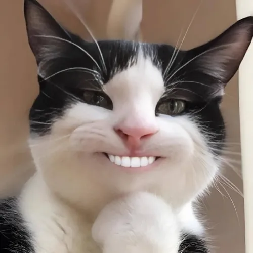 Hình troll mèo bụng tròn khoe thần thái tưng tửng thật sự đáng yêu