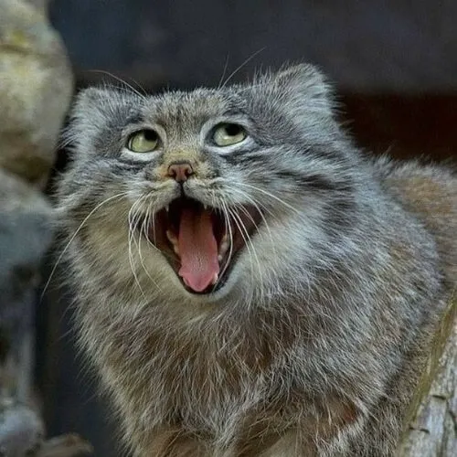 Khoảnh khắc mèo cười đáng yêu khiến má phúng thêm nổi bật