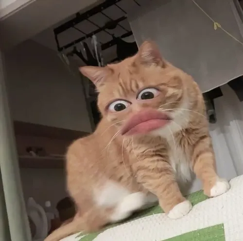 Hình chế meme vui mèo lú nhẹ tạo thần thái khó hiểu mà hài