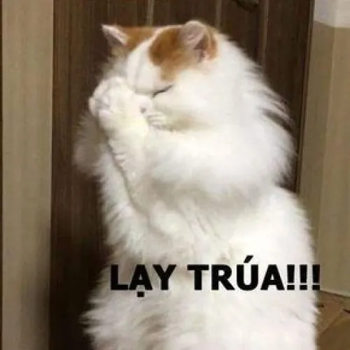 Meme mèo tai dựng tạo biểu cảm bất mãn hài hước