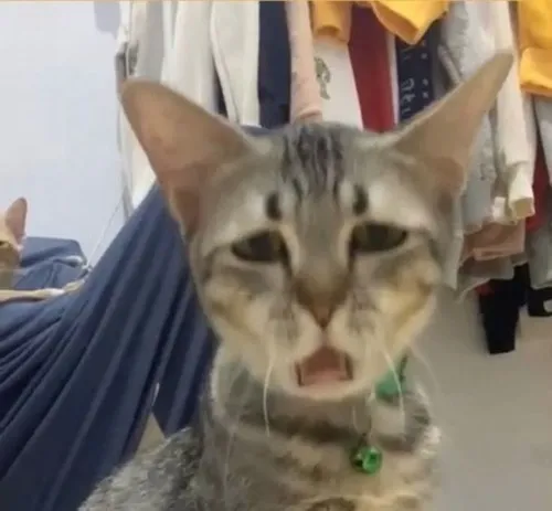 Meme chế mèo bé Xoài trợn nhẹ vì âm thanh lạ khiến người xem bật cười