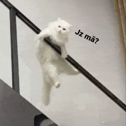 Khoảnh khắc mèo chân ngắn nghiêng đầu tạo nét duyên kỳ lạ