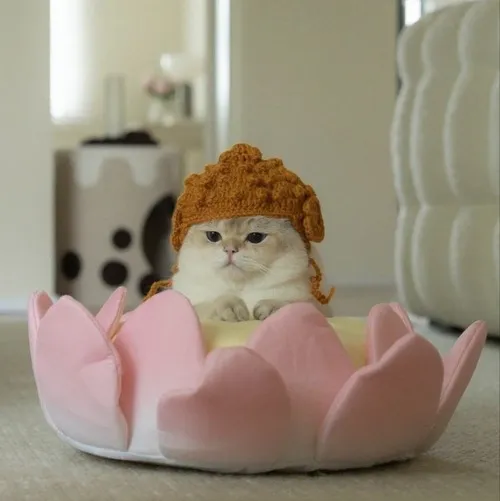 Khoảnh khắc mèo bộ lông xù tạo hình ảnh buồn cười