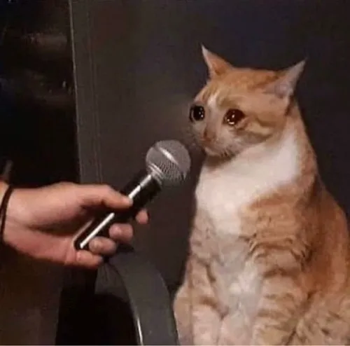 Ảnh troll mèo thỏ mini đứng cạnh tạo sự đối lập duyên dáng