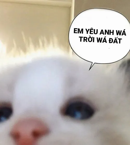 Ảnh troll mèo gấu bông kề bên tạo không khí cute nhây nhẹ