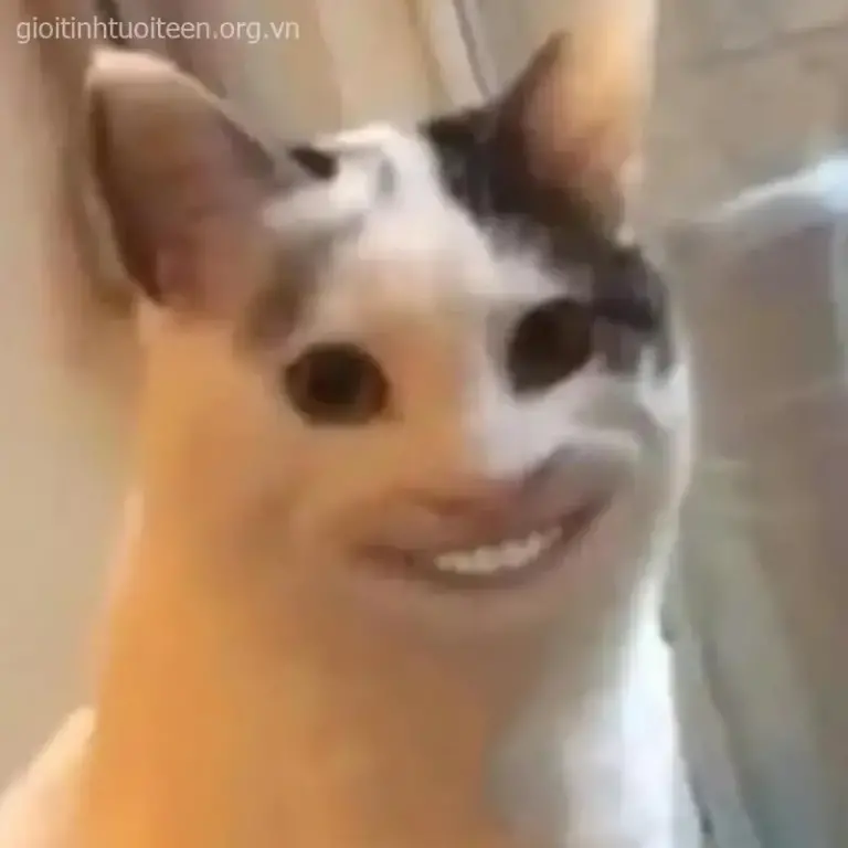 Meme mèo hoàng thượng tạo thần thái vừa kiêu vừa ngố