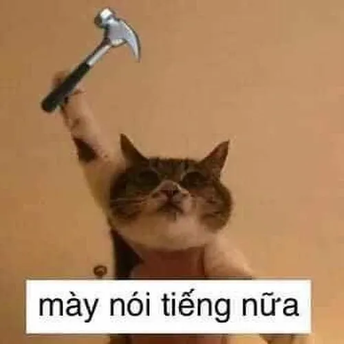 Meme mèo ngáo mặt trợn tạo cảm giác hài khó tả