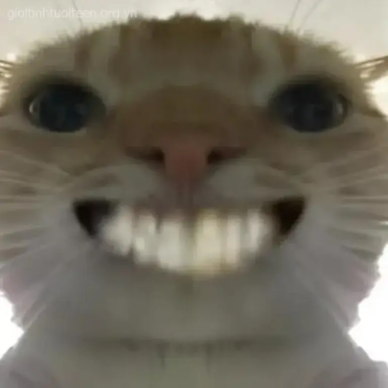 Meme hài mèo bé Bông phản ứng kiểu quạu nhẹ nhưng trông siêu đáng yêu