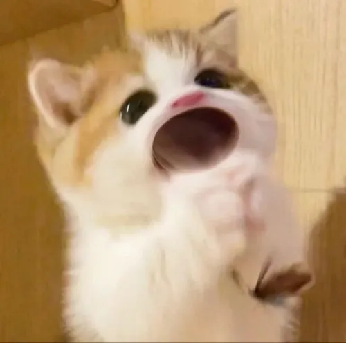 Hình meme hài mèo tai dựng nhìn như đang nghi ngờ điều gì