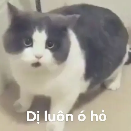 Meme chế mèo ánh mắt căng đét tạo biểu cảm vừa tức vừa thương người xem