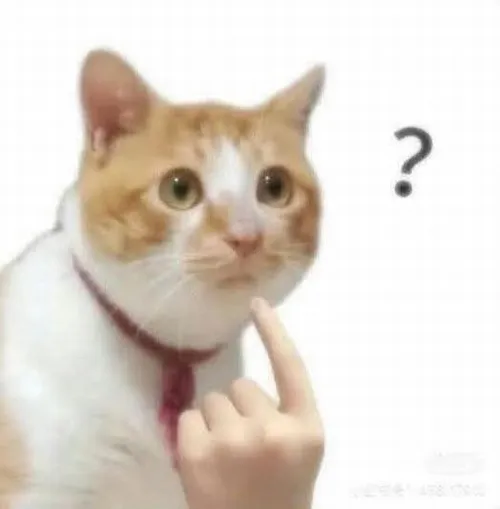 Ảnh chế mèo râu mèo rung nhẹ nhìn đầy sự ngơ ngác