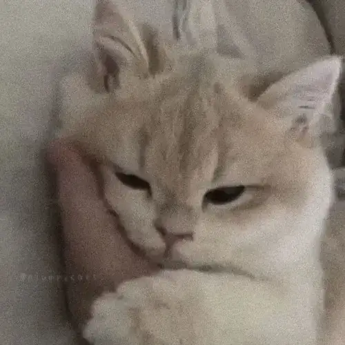 Meme chú mèo phác họa ánh mắt nghèn nghẹn cùng giọt lệ