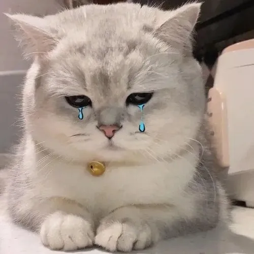 Meme mèo trắng kể sự hụt hẫng qua đôi mắt long lanh
