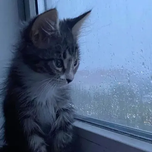 Ảnh chế bé mèo liên hệ nỗi lòng trong chiều tĩnh lặng