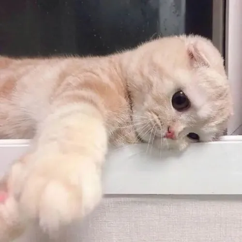 Meme mèo trắng nổi bật miệng chúm chím đầy tâm tư