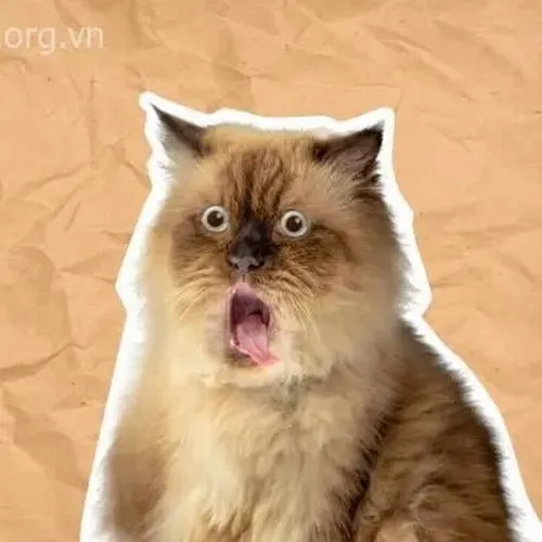 80 ảnh Meme Mèo Sốc biểu cảm há hốc mồm tròn xoe mắt đầy hài hước