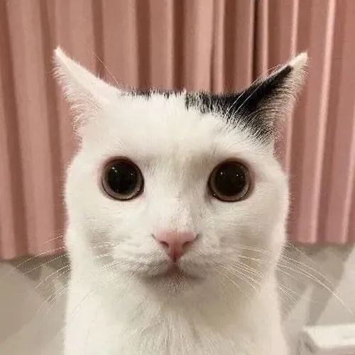 Ảnh chế mèo tam thể run nhẹ trong không khí căng