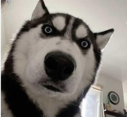 Hình meme hài husky Siberia với hành vi vô tri