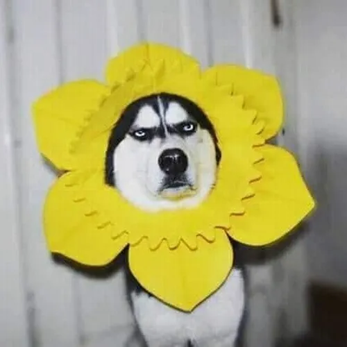 Khi ánh mắt vô định của husky trở thành điểm nhấn tạo meme cực buồn cười