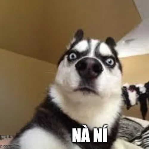 Meme hài husky tạo tiếng cười bởi lỗi biểu cảm