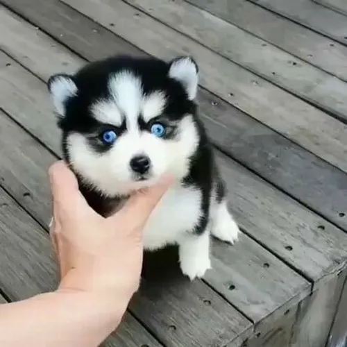 Hình troll mặt đơ buồn cười làm cộng đồng yêu thú cưng Việt thích thú