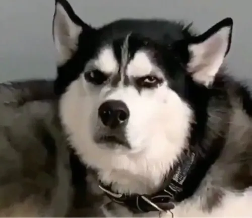 Meme chế chó khờ miệng hé tạo biểu cảm khó đỡ