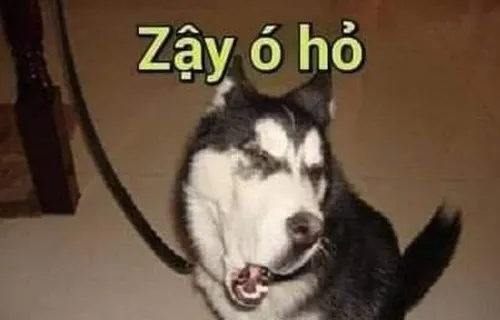 Khoảnh khắc husky hề lưỡi thè giữa dáng ngồi lố bịch