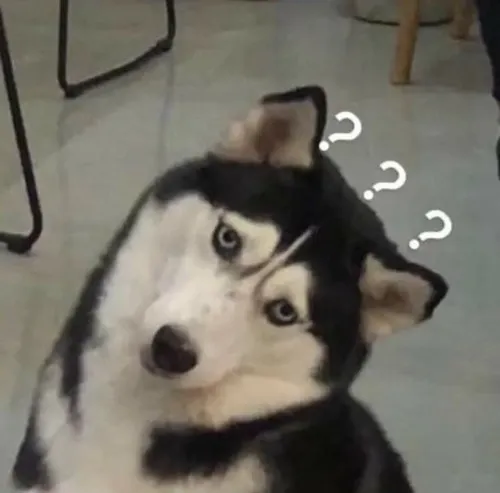 Sức hút của meme husky trong các tình huống đời thường đầy chất hề