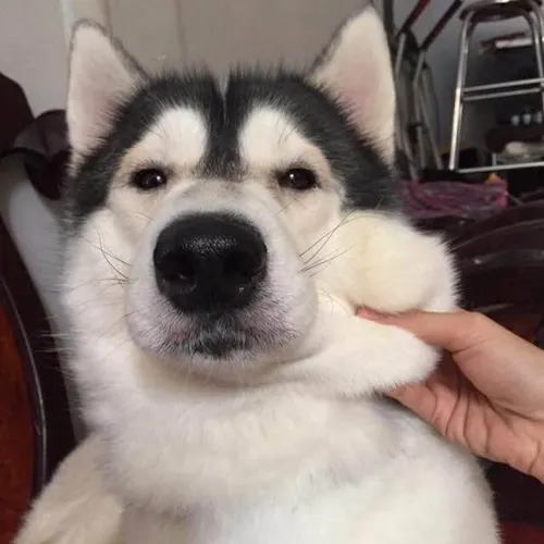 Ảnh troll gương mặt vô định lộ mắt trợn đầy buồn cười quá đà