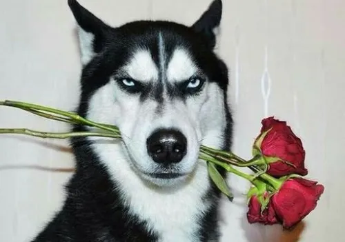 Ảnh meme vui gương mặt vô định khiến cộng đồng bật cười tức thì