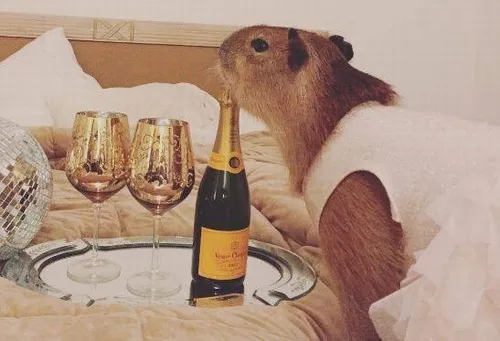 Ảnh meme chiều vắng chuột lang nước nhìn xa đầy vui.