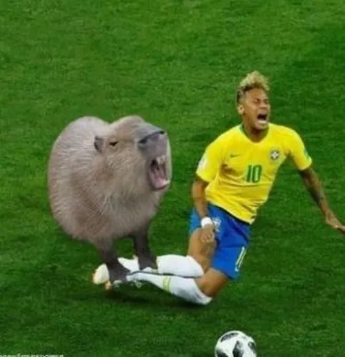 Meme hài kiệt sức chuột lang nước nằm dài kiểu hết cứu.