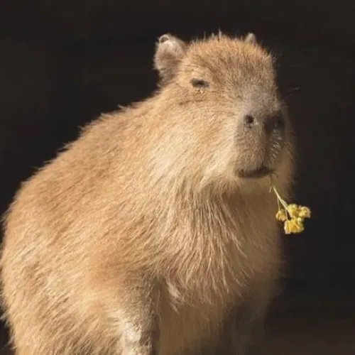 Meme hài đa nghi chiến thần ngoại giao nheo mắt đầy nghi ngờ.