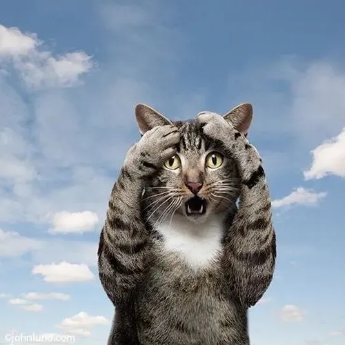 Meme tiểu miu bật phản xạ mạnh khi nghe tin khó tin