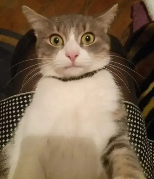 Meme bé mèo đặt trong hành lang để tăng cảm giác choáng