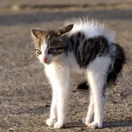 Hình mèo sốc giật thót giúp kể chuyện hoang mang theo kiểu vui nhộn