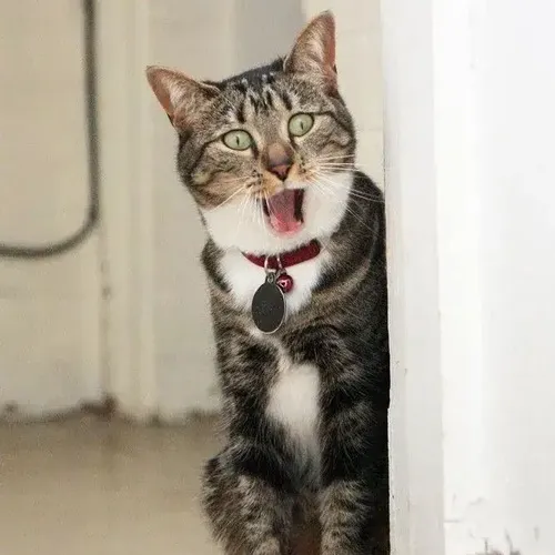 Meme chú mèo mô phỏng vẻ nhát nhẹ khi tiếng động lớn