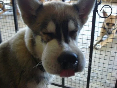 Lúc tự tin bước ra đường và trở về như chó bị ong đốt phồng má ngã ngửa