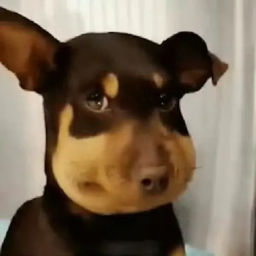 Khi xem loạt khoảnh khắc chó bị ong đốt hóa thành gương mặt siêu ngộ